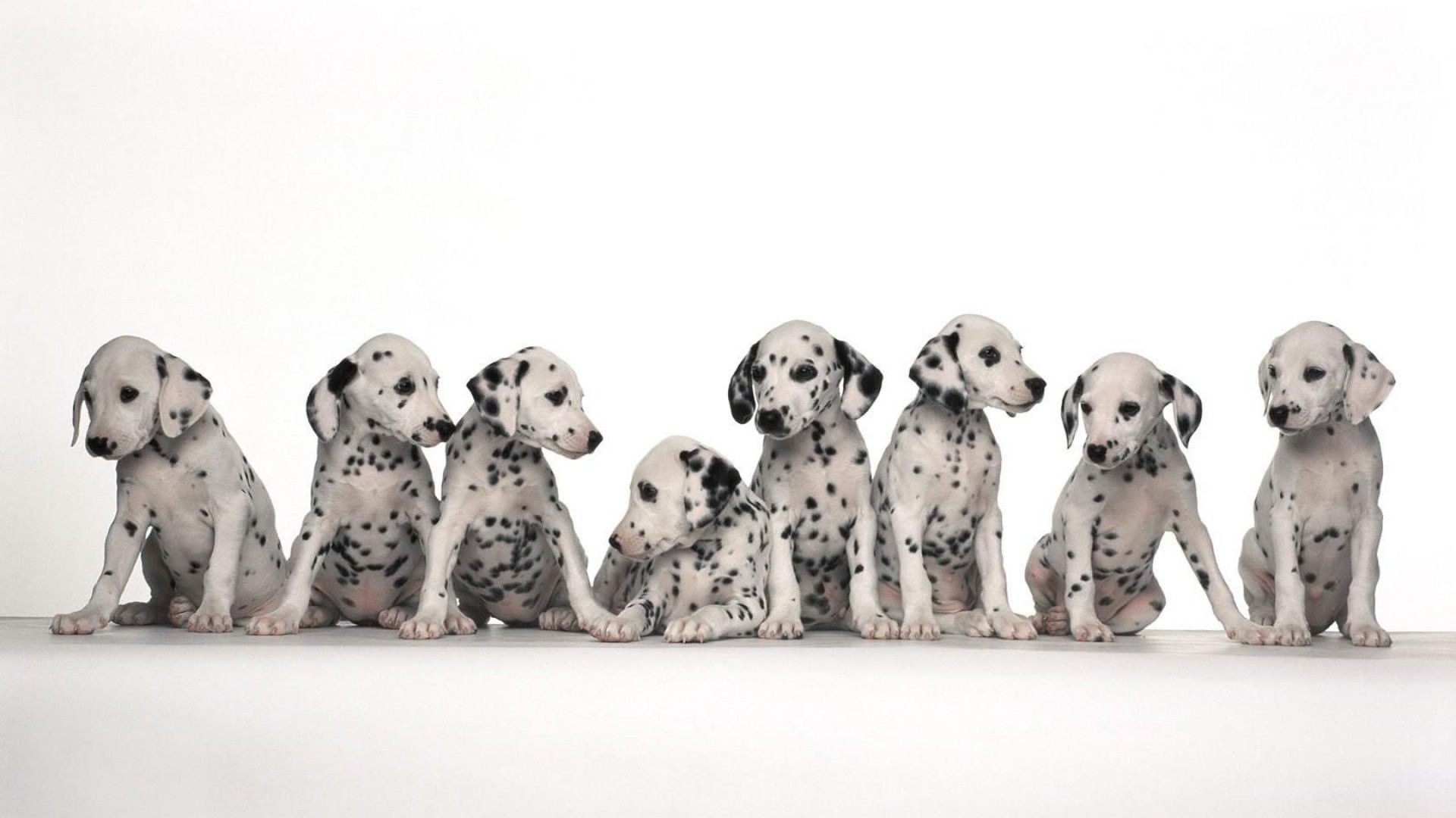 dalmatians
